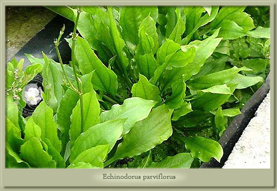 echinodorus parviflorus