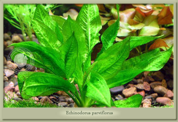echinodorus parviflorus