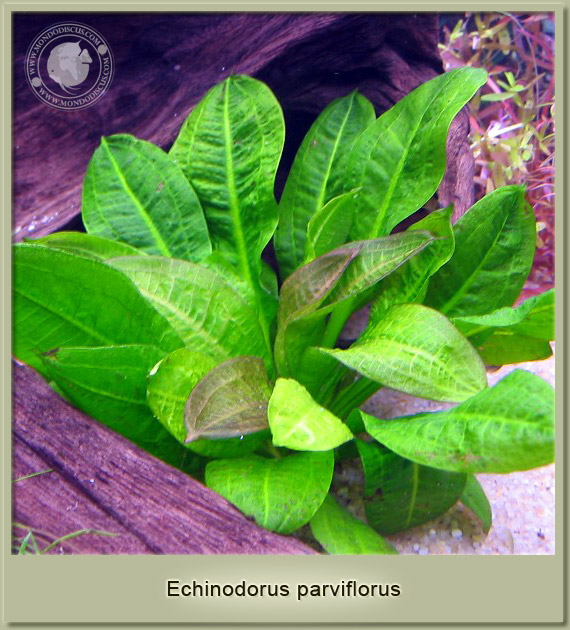 echinodorus parviflorus
