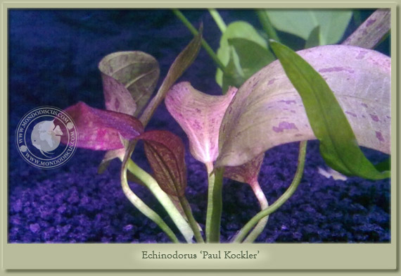 echinodorus paul klocker