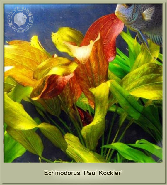 echinodorus paul klocher