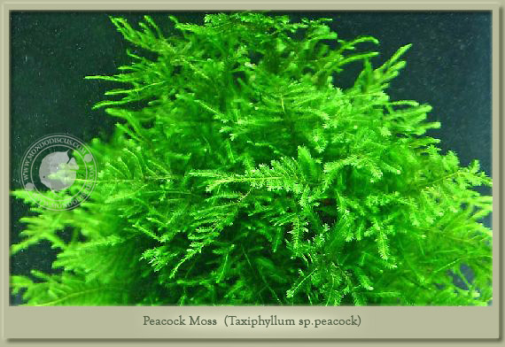 peacock moss