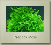 peacock moss
