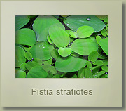 pistia stratiotes