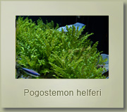pogostemon helferi