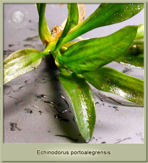 echinodorus portoalegrensis