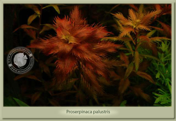 proserpinaca palustris