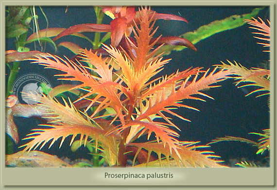 proserpinaca palustris