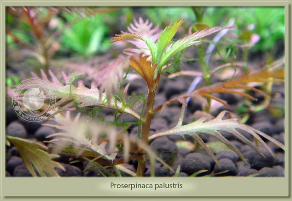 proserpinaca palustris