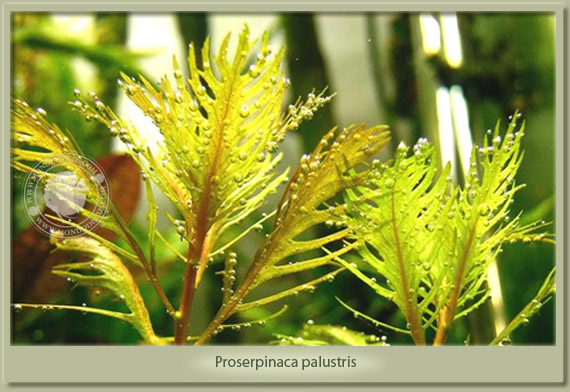 proserpinaca palustris