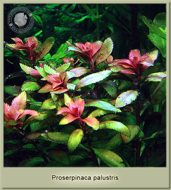 proserpinaca palustris