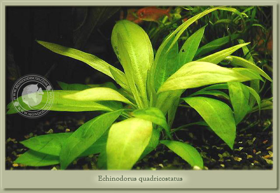 echinodorus quadricostatus