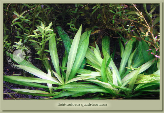 echinodorus quaDRICOSTATUS