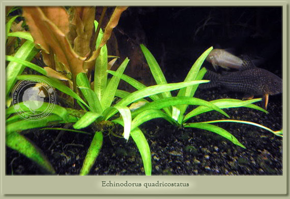 echinodorus quadricostatus