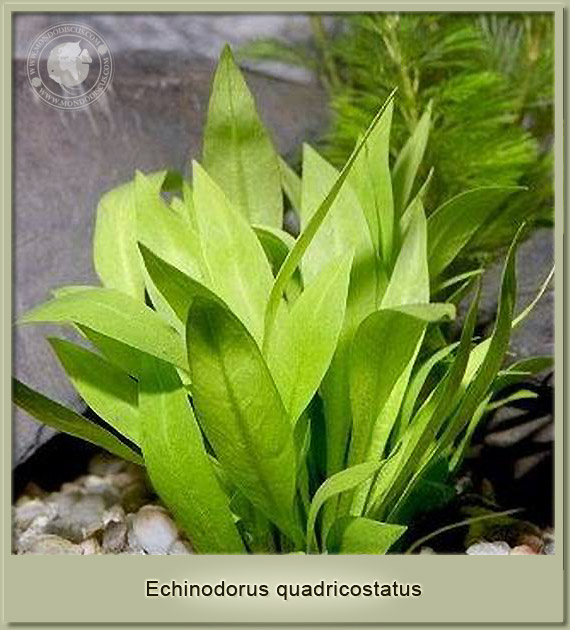 echiunodorus quadricostatus