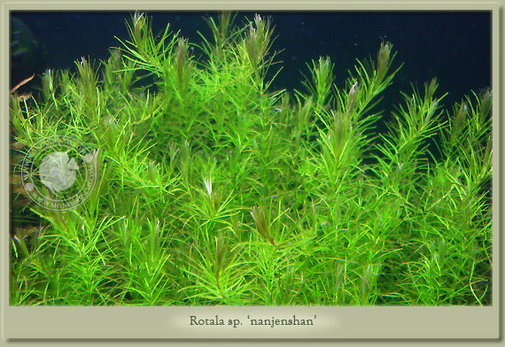 rotala nanjenshan