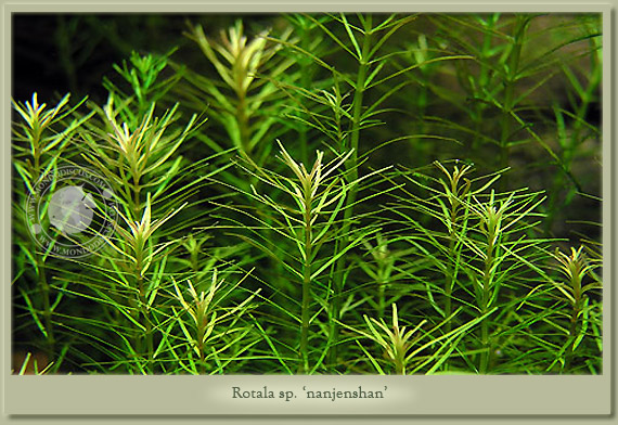 rotala nanjenshan