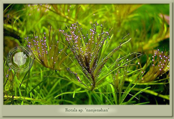 rotala nanjenshan