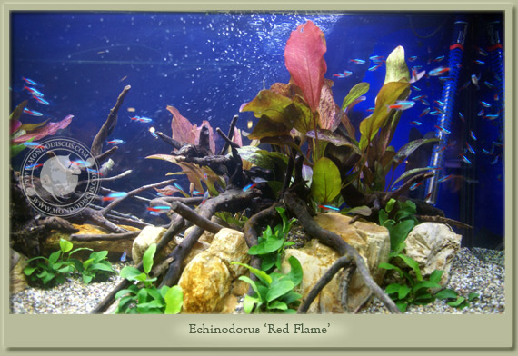 echinodorus red flame
