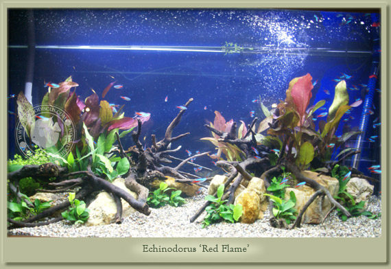 echinodorus red flame