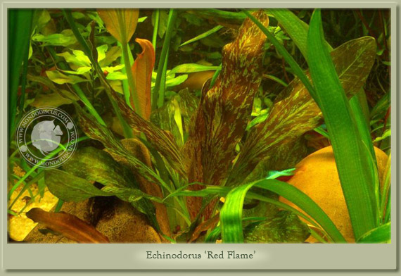 echinodorus red flame