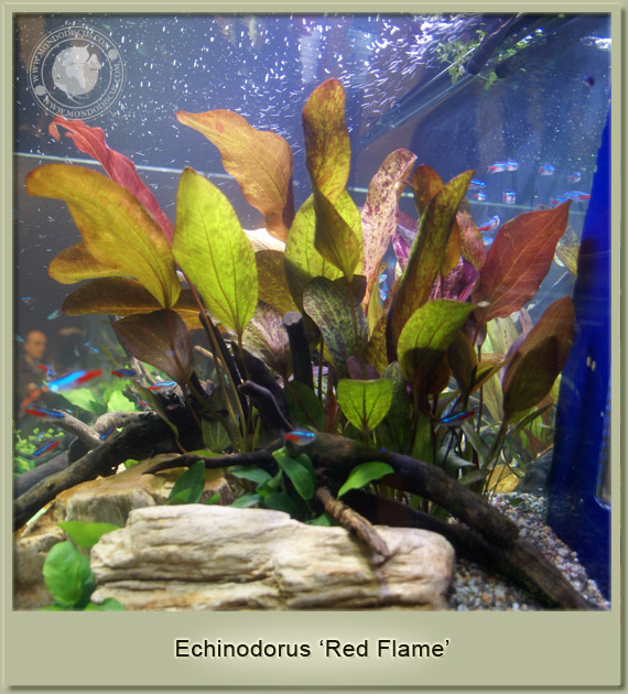 echinodorus red flame
