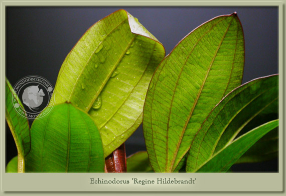 echinodorus regine hildebrandt