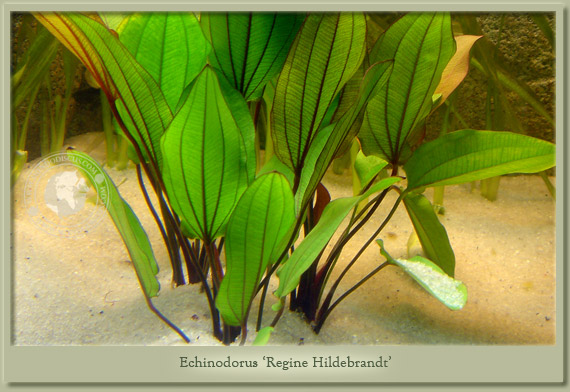 echinodorus regine hildebrandt