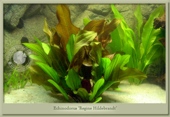 echinodorus regine hildebrandt