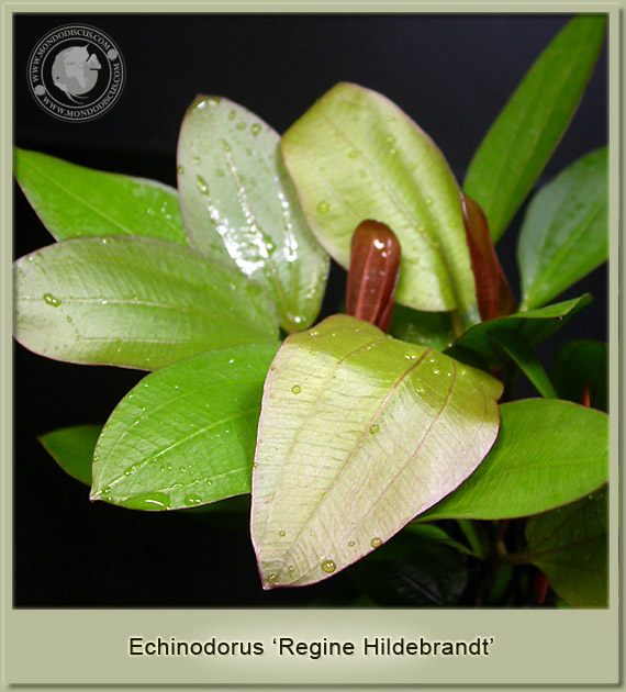 echinodorus regine hildebrandt