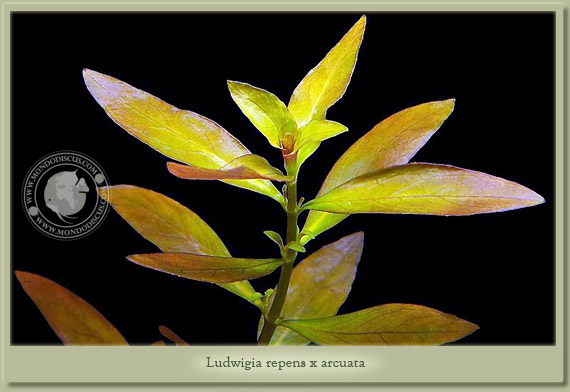 ludwigia repens x arcuata