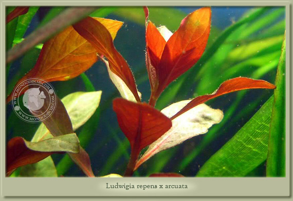 ludwigia repens x arcuata