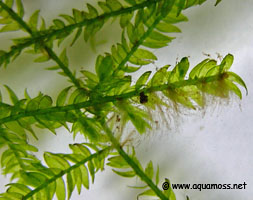 rizhoids of java moss