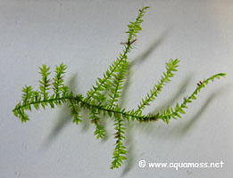 rhizoids on singapore moss