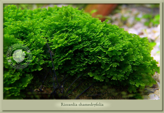 riccardia