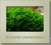 riccardia