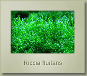 riccia fluitans