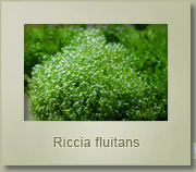 riccia fluitans