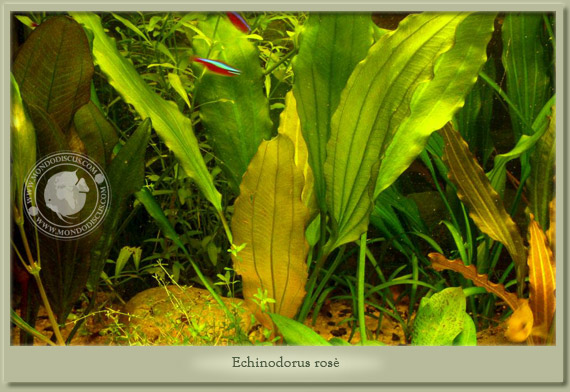 echinodorus rosè