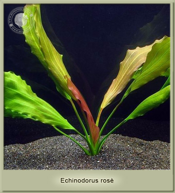 echinodorus rosè