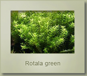 rotala green