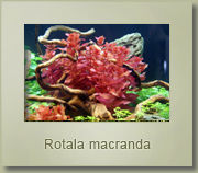 rotala macranda