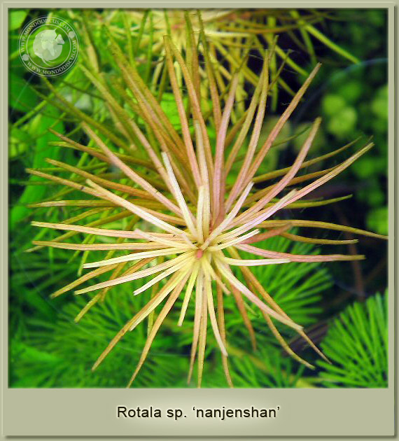 rotala nanjenshan