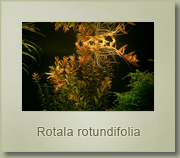rotala rotundifolia