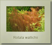 rotala wallichii