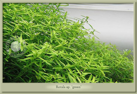 rotala green