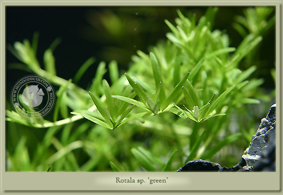 rotala green