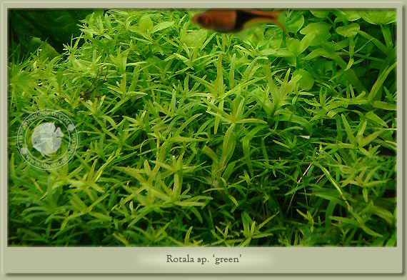 rotala green 