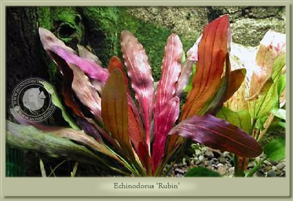 echinodorus rubin
