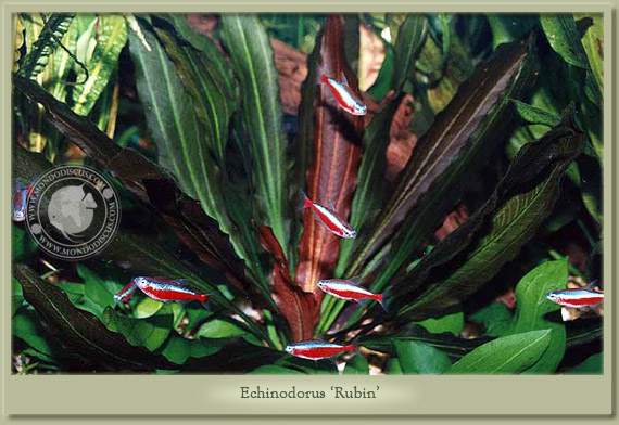 echinodorus rubin